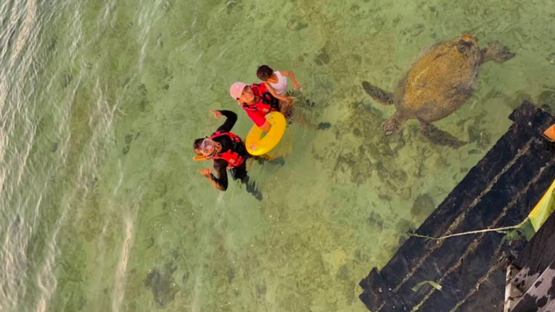 Wisatawn dan Penyu di Pulau Derawan